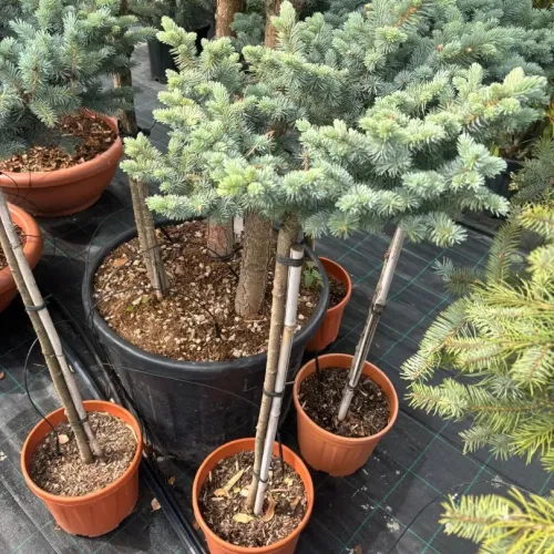 Picea Punges Glauca 1/2 Fusto 