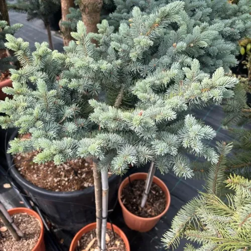 Picea Punges Glauca 1/2 Fusto 