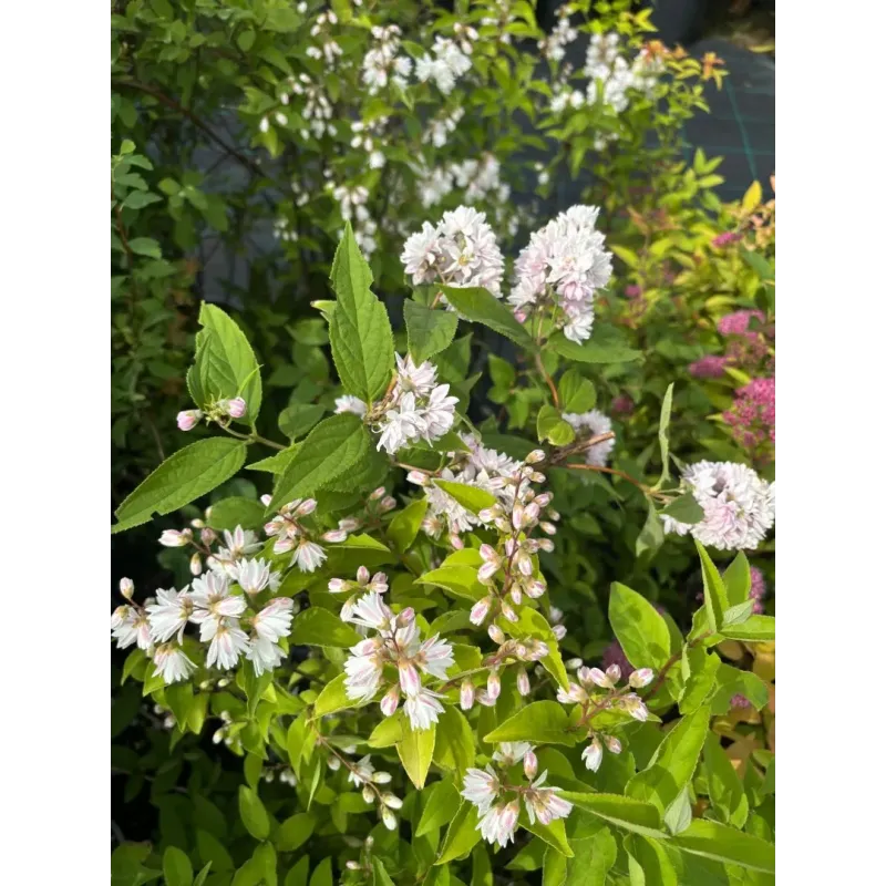  Deutzia Scarba Candidissima