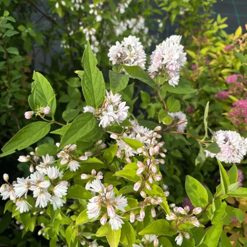  Deutzia Scarba Candidissima