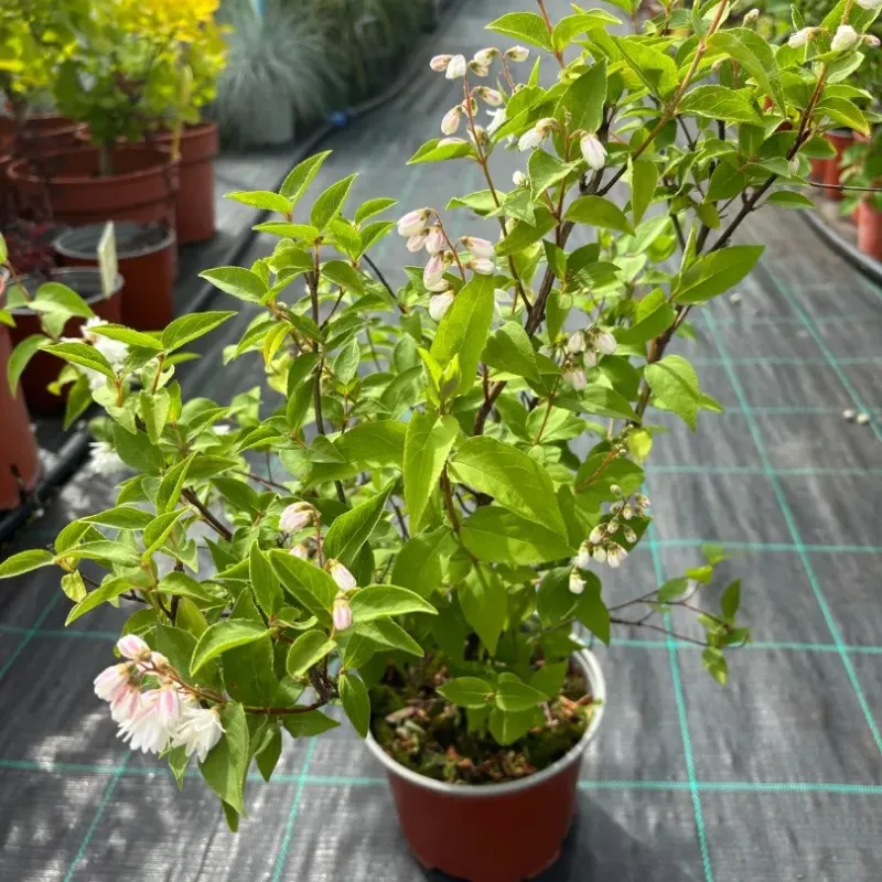  Deutzia Scarba Candidissima