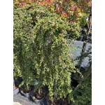 Cotoneaster 'Queen' , 100/120 cm