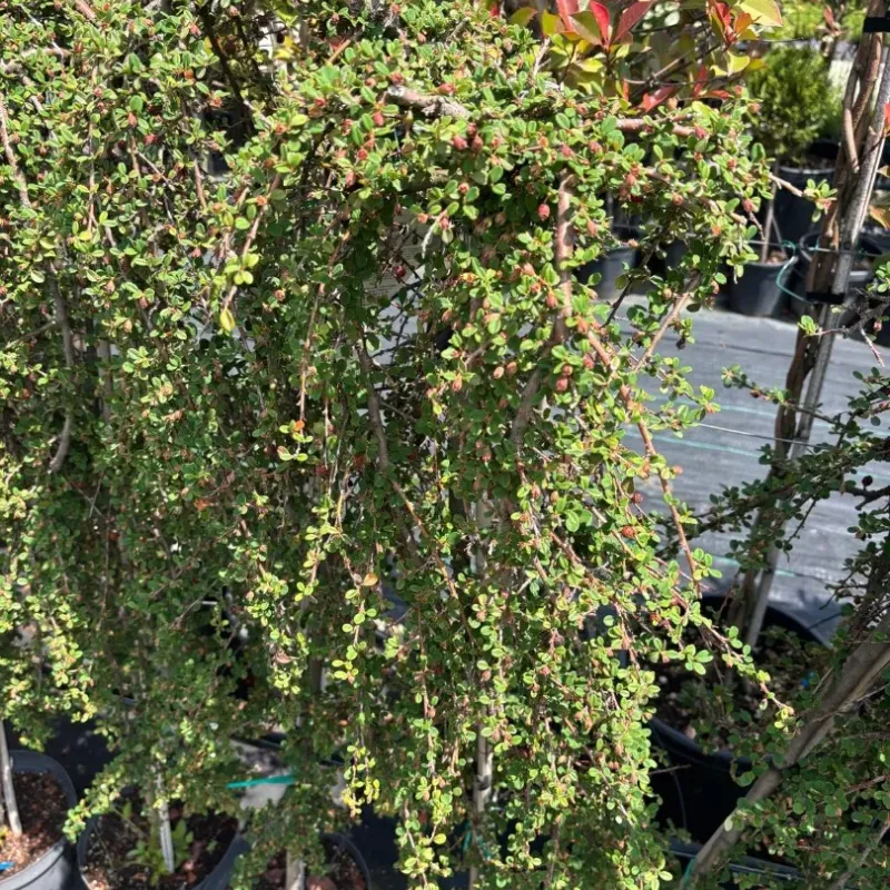 Cotoneaster 'Queen' , 100/120 cm