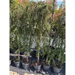 Cotoneaster 'Queen' , 100/120 cm