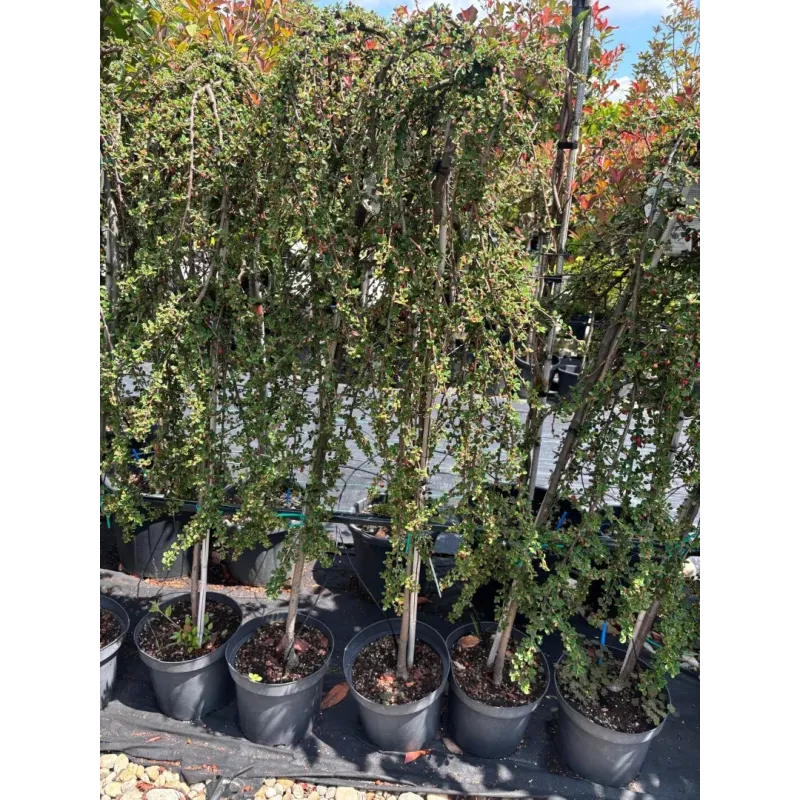 Cotoneaster 'Queen' , 100/120 cm