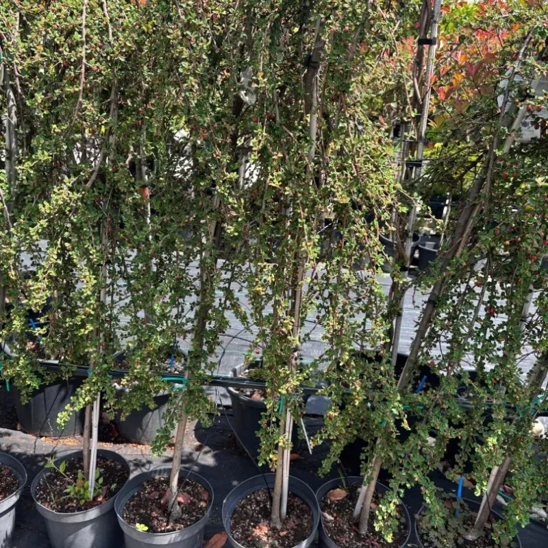 Cotoneaster 'Queen' , 100/120 cm
