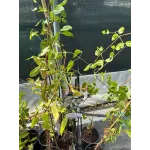 Clematis Armandii 