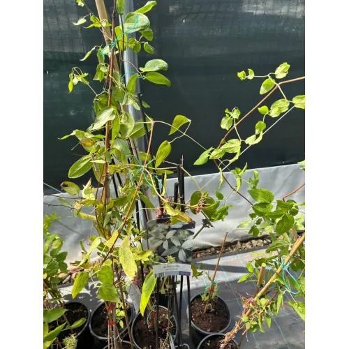 Clematis Armandii 