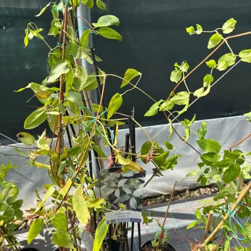 Clematis Armandii 