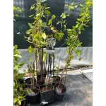 Clematis Armandii 