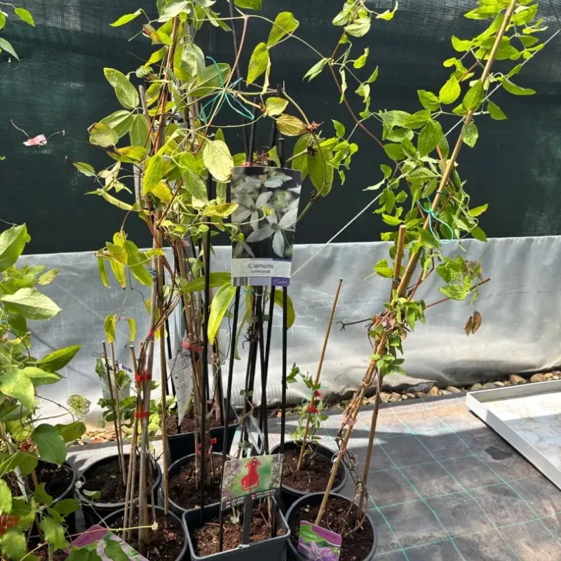 Clematis Armandii 