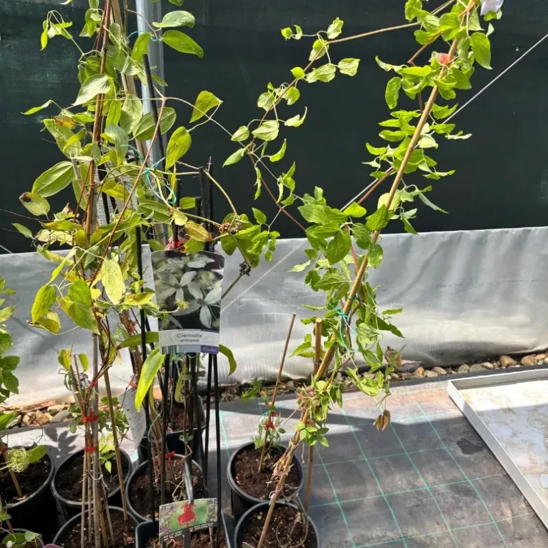 Clematis Armandii 