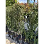 Cotoneaster 'Queen' , 100/120 cm