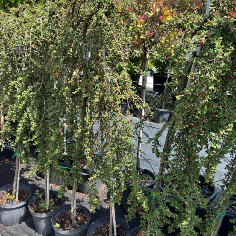 Cotoneaster 'Queen' , 100/120 cm
