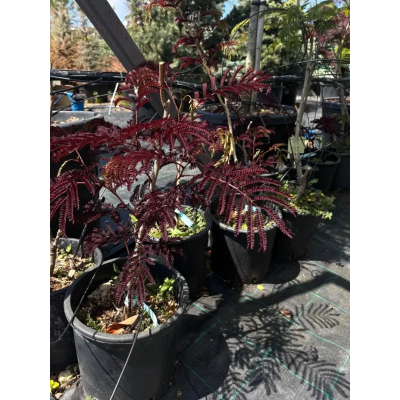 Arborele de mătase , Albizia Summer Chocolate , H60/80 cm , ghiveci 3lt