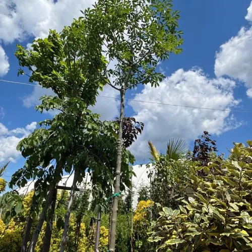 Frasin , Fraxinus ornus mecsek ; H230-240 cm , ghiveci 25lt
