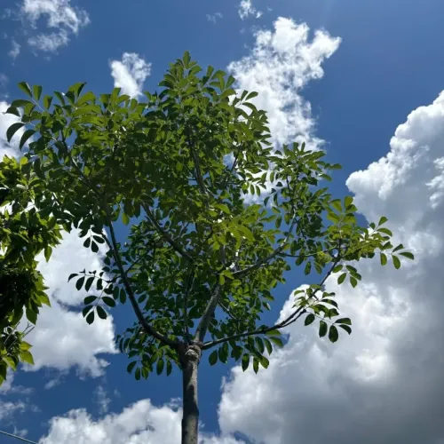 Frasin , Fraxinus ornus mecsek ; H230-240 cm , ghiveci 25lt Frasin , Fraxinus ornus mecsek ; H230-240 cm , ghiveci 25lt