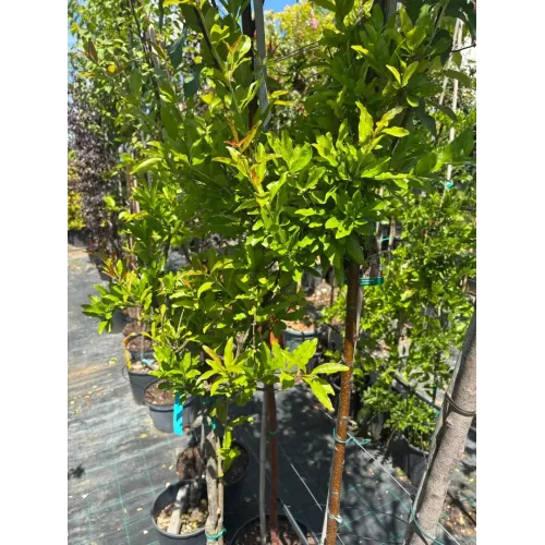 Rodiu Punica Granatum 