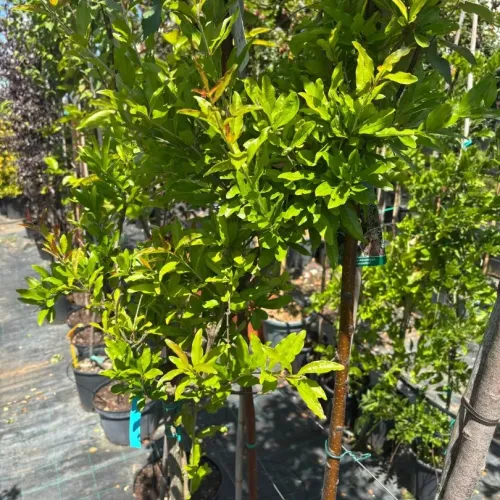 Rodiu Punica Granatum 