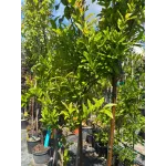Rodiu Punica Granatum Rodiu Punica Granatum
