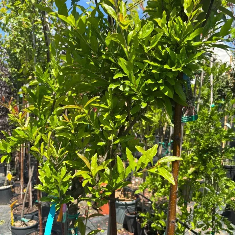 Rodiu Punica Granatum Rodiu Punica Granatum