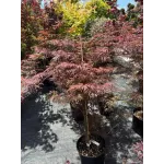 Acer Palmatum Orange CLT 12 60/80
