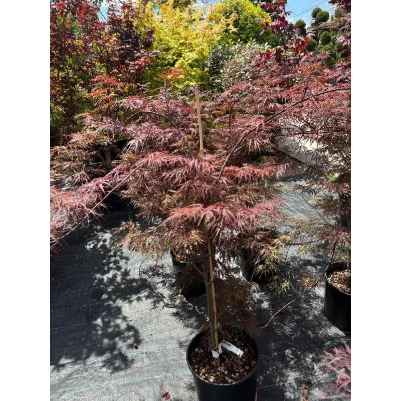 Acer Palmatum Orange CLT 12 60/80