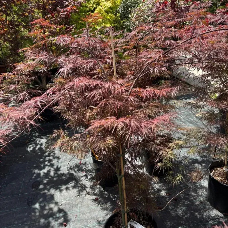 Acer Palmatum Orange CLT 12 60/80