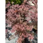 Acer Palmatum Orange CLT 12 60/80