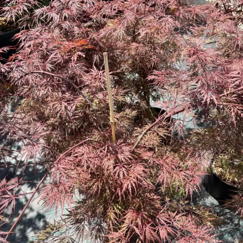 Acer Palmatum Orange CLT 12 60/80