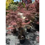 Acer Palmatum Orange CLT 12 60/80 Acer Palmatum Orange CLT 12 60/80