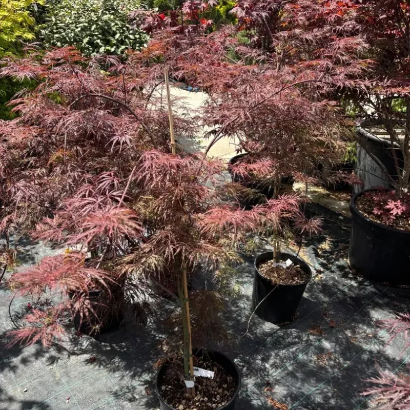 Acer Palmatum Orange CLT 12 60/80 Acer Palmatum Orange CLT 12 60/80