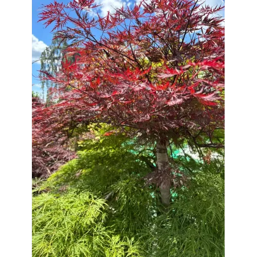 Acer Dissectum Rosso - Artar hibrid 