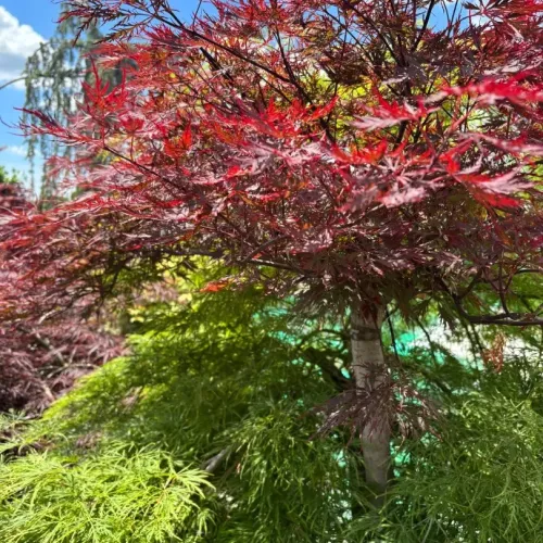 Acer Dissectum Rosso - Artar hibrid 