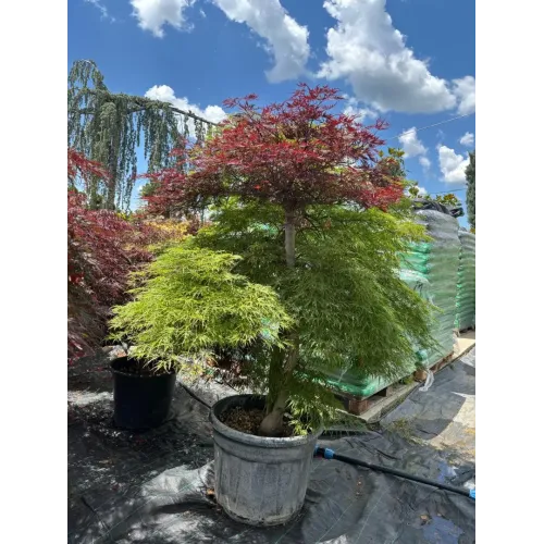 Acer Dissectum Rosso - Artar hibrid 