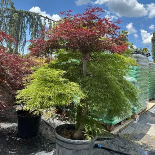 Acer Dissectum Rosso - Artar hibrid 