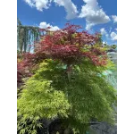 Acer Dissectum Rosso - Artar hibrid Acer Dissectum Rosso - Artar hibrid
