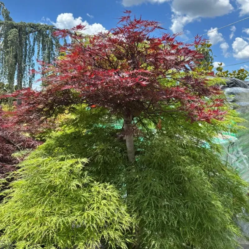 Acer Dissectum Rosso - Artar hibrid Acer Dissectum Rosso - Artar hibrid
