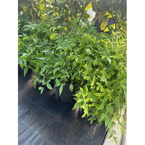  Nandina Lemon Lime 