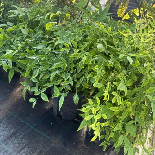  Nandina Lemon Lime 