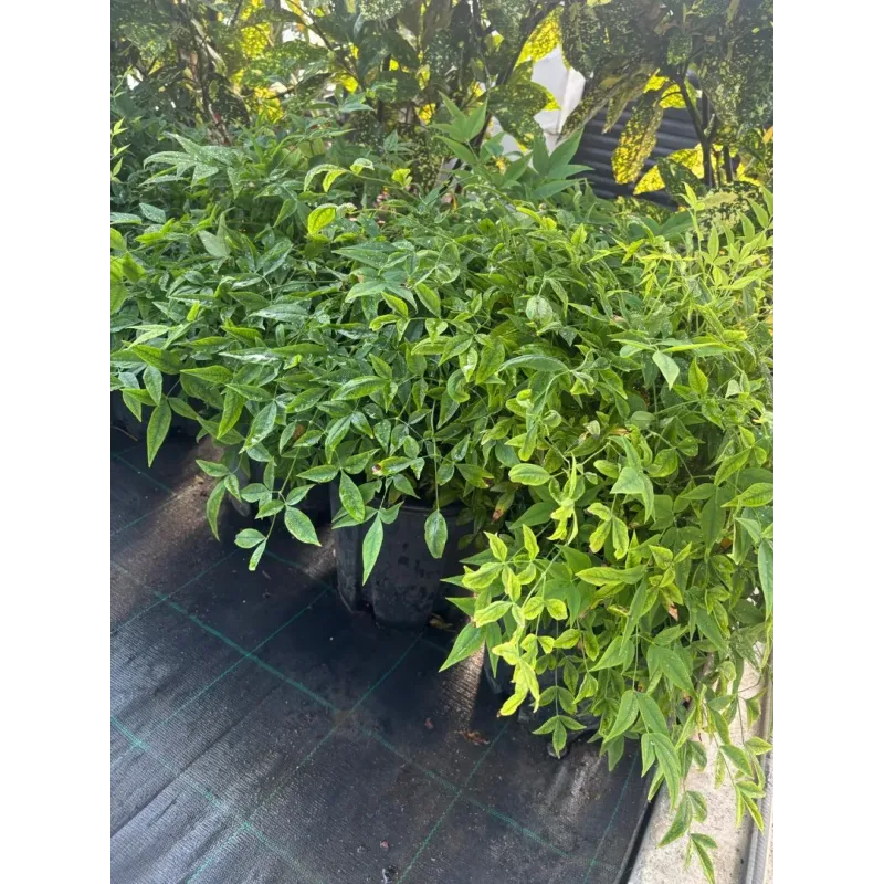 Nandina Lemon Lime Nandina Lemon Lime