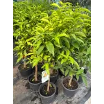 Citrus Clementina 1/4 Fusto 