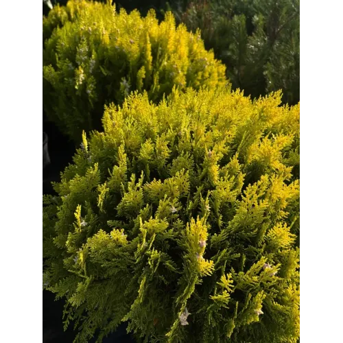 Thuja Compacta Aurea Nana