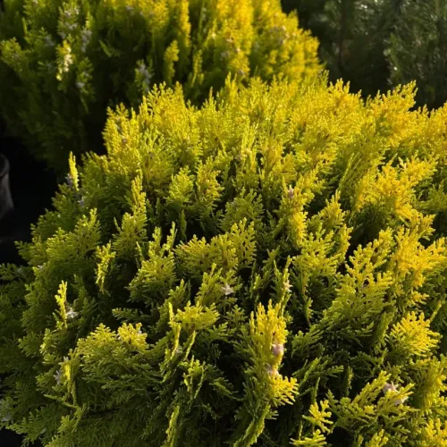 Thuja Compacta Aurea Nana
