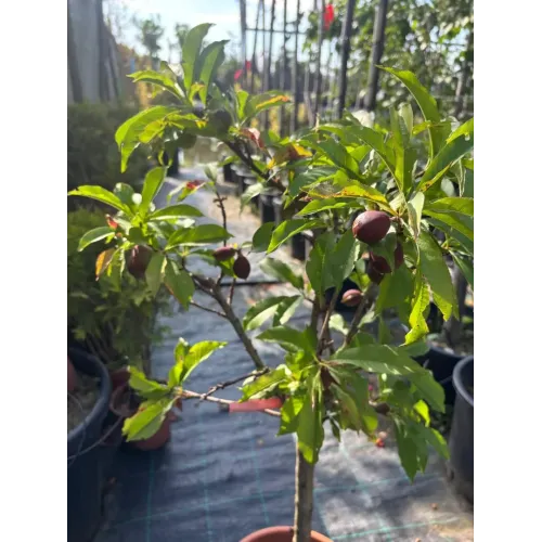 Prunus Piersica - Piersic 