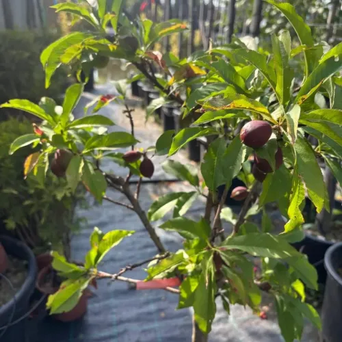 Prunus Piersica - Piersic 