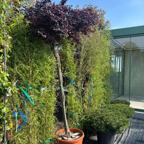 Loropetalum Umbrela Specimen 