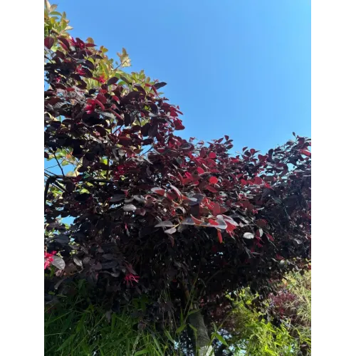 Loropetalum Umbrela Specimen 