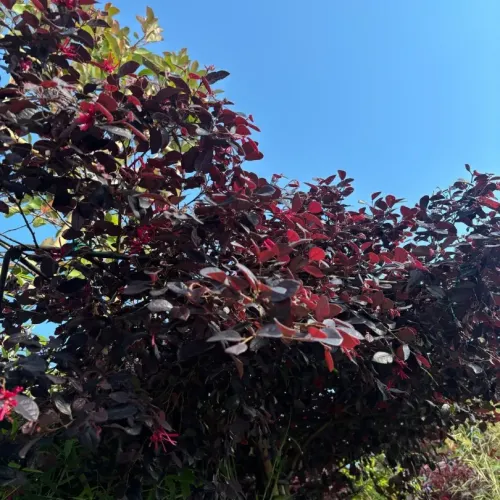 Loropetalum Umbrela Specimen 