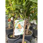Citrus Clementina 1/4 Fusto Citrus Clementina 1/4 Fusto